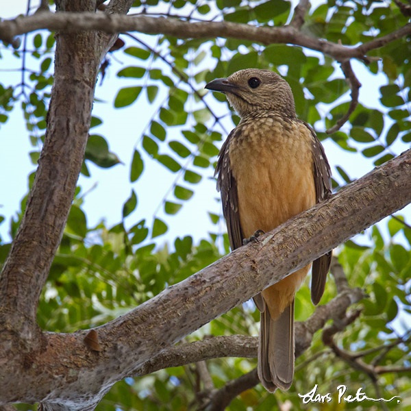 Fawn-breasted Bowerbird